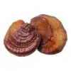 Reishi Mushroom